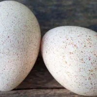 نطفه دار بوقلمون