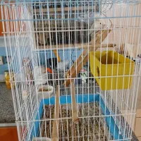 طوطی کتوله|پرنده|یاسوج, |دیوار