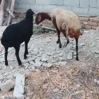 گوسفند‌جوان‌شیشک‌همراه‌بره‌نر