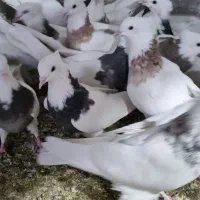 طوقی|پرنده|مبارکه, |دیوار