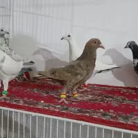 کفتر