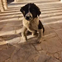 سگ سرابی حمایتی