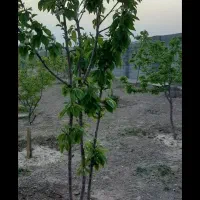 فروش باغ۱۰۰۰ متری نزدیک تبریز