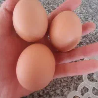 تخم مرغ محلی کاملا ارگانیک