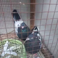 کبوتر سینه ی