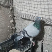 فروشی کبوتر فوری|پرنده|سراوان, |دیوار