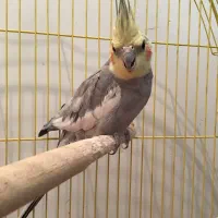 عروس سالم سرحال دستی متوسط دوکلمه حرف میزنه با قفس