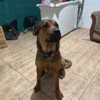 سگ گمشده مژدگانی***