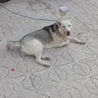 سگ هاسگی