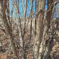 خرید انواع چوب|خدمات باغبانی و درختکاری|شیراز, گویم|دیوار