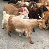 شهرداری دام و زنده در تهران زیرنظراتحادیه