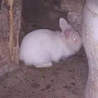 خرگوش بزرگ