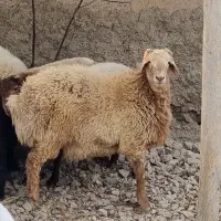 بره نر قوچی