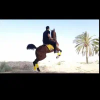 خرید فروش سواری انواع اسب هالامرد