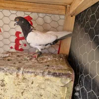 کبوتر سینه ای . کله دم سیاه .کله ماستی . طوقی|پرنده|فلاورجان, |دیوار