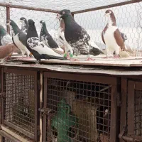 شونزده تا کفتر هوویی