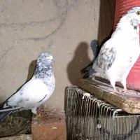 کفترپاکستانی پرشی|پرنده|ایرانشهر, |دیوار