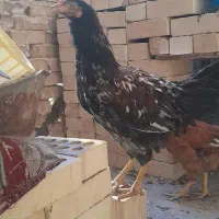 جوجه مرغ خروس تاقچه