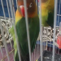 ی جفت کوتوله