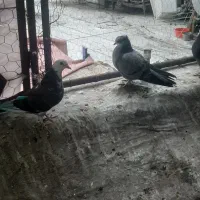 کفتر ۱۴۰|حیوانات|قدس, شهر‌قدس|دیوار