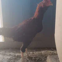 خروس و مرغ لاری