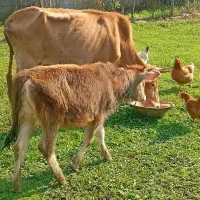 گاوباگوساله ماده