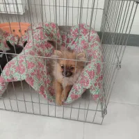 واگذاری|سگ|شاهین‌شهر, شهرک امام علی|دیوار