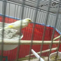 قناری ماده دو عدد