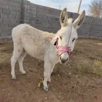 الاغ نر|حیوانات مزرعه|مشهد, امام رضا (ع)|دیوار