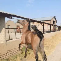 کره اسب مادیان21ماه