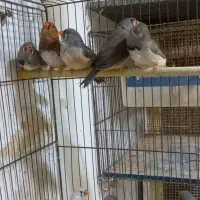 فنج|پرنده|بندرعباس, |دیوار