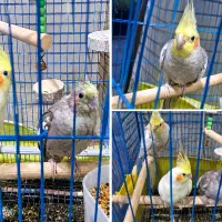 عروس هلندی