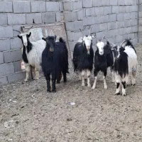 چپش بز رش|حیوانات مزرعه|پاکدشت, پاکدشت (مامازند)|دیوار