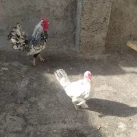 مرغ و خروس زینتی سپرایت|حیوانات مزرعه|چناران, |دیوار