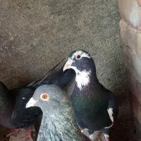 کفتر نر