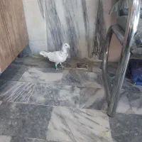 سارسیاه قلدرنر....زدوخوردی|پرنده|مشهد, ایثار|دیوار