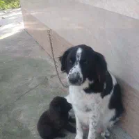 واگزاری رایگان سگ ژرمن|سگ|سنگر, |دیوار