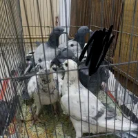 کبوتر شهرستانی