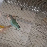 طوطی کوتوله مرغ عشق قناری عروس هلندی گرینجیک قفس و|پرنده|یزد, |دیوار