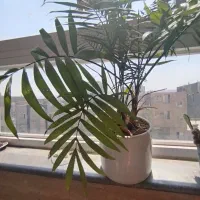 گیاه