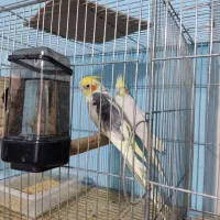 عروس هلندی مولد