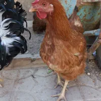 فروش خروس ریشو و نیمچه مرغ پاپر و مرغ محلی|حیوانات مزرعه|شیراز, تندگویان|دیوار