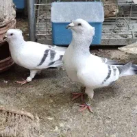 کبوتر