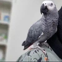 کاسکوی زیبا با نام آریا