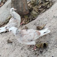 کفتر|پرنده|ماهنشان, |دیوار