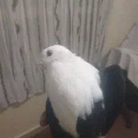 کبوتر کفتر کلاغ کربلایی کله سفید|پرنده|چابهار, |دیوار