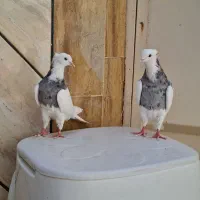 طوقی کبوتر طوقی