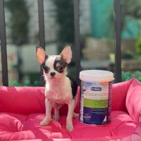 چیهواهوا تیکاپ وارداتی chihuahua
