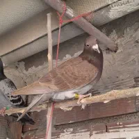 سبز کبوتر|حیوانات|بجنورد, |دیوار