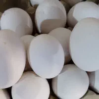 تخم دوزرده طلایی صادراتی